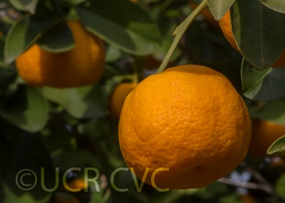 citruskerajimandarincrc3144006.jpg