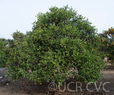 Kinokuni mandarin CRC 0696 001