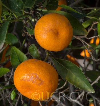 citruskinokunimukakukishucrc3887004.jpg