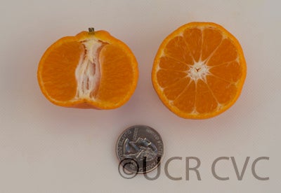 citruskinokunimukakukishucrc3887006.jpg