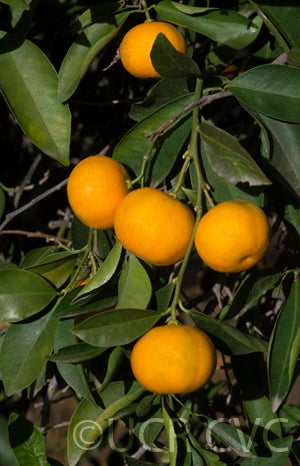 citrusleiocarpamandarincrc3147003.jpg