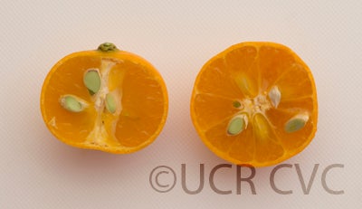 citrusleiocarpamandarincrc3147005.jpg