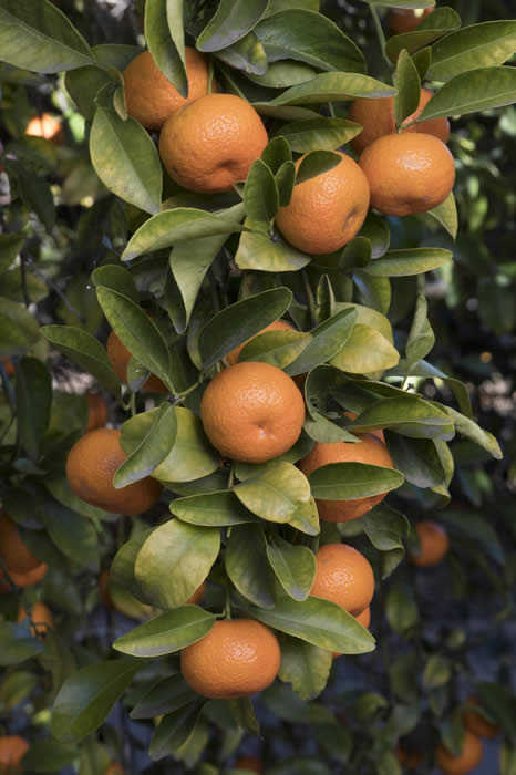 citruslycopersicaformismandarincrc3564011.jpg