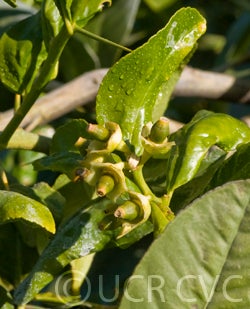 citrusmegaloxycarpacrc3241009.jpg