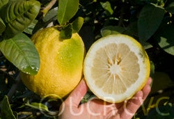 citrusmegaloxycarpacrc3241011.jpg