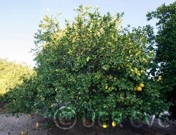 citrusotachibanapummeloxgrapefruithybridcrc3470001