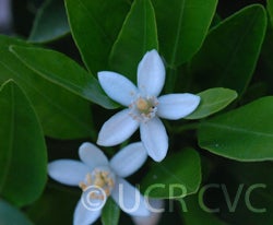 Citrus reticulata 003.jpg