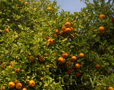 citrusreticulatamandarincrc3239006.jpg