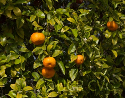 citrusreticulatamandarincrc3239008.jpg
