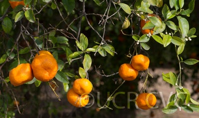 citrusreticulatamandarincrc3239012.jpg