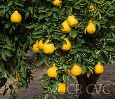 citrussuccosajimikanmandarincrc3280003.jpg