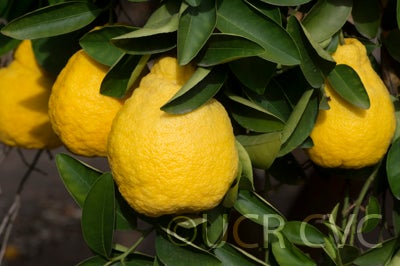 citrussuccosajimikanmandarincrc3280004.jpg