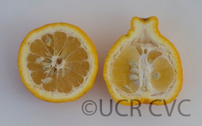 citrussuccosajimikanmandarincrc3280005.jpg