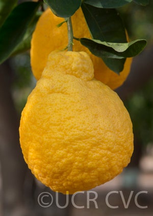 citrussuccosajimikanmandarincrc3280006.jpg