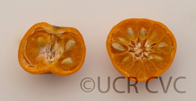 citrussunkimandarincrc3143004.jpg