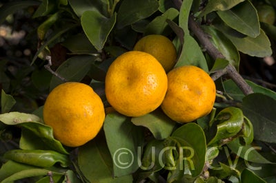 citrustachibanamandarincrc3158004.jpg