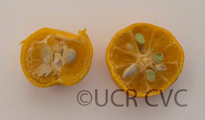 citrustachibanamandarincrc3158005.jpg