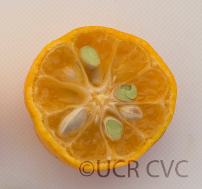 citrustachibanamandarincrc3158007.jpg