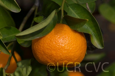 citrusyatsushiromandarincrc3466006.jpg
