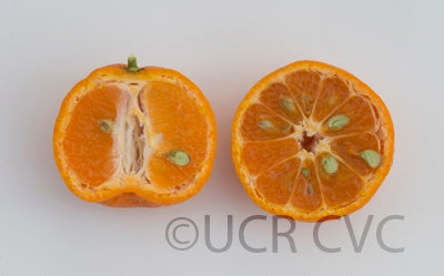 citrusyatsushiromandarincrc3466007.jpg