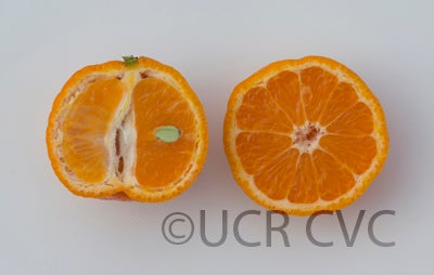 citrusyatsushiromandarincrc3880004.jpg