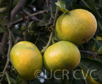 citrusyukocrc3146004.jpg