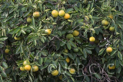 citrusyukocrc3146007.jpg