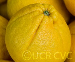 cocktailgrapefruitsmfm001.jpg