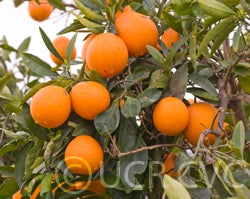 cogannavelorangecrc4050002.jpg