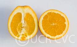cogannavelorangecrc4050003.jpg