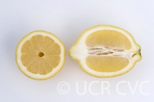 corpacilemoncrc3591004.jpg