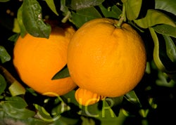 cpb44944aopnavelorangecrc3305001