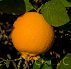 cpb44944aopnavelorangecrc3305002