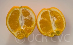 cpb44944aopnavelorangecrc330500