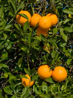 cpb44944bopnavelorangecrc3306001