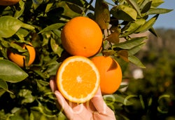 cpb44944bopnavelorangecrc3306003