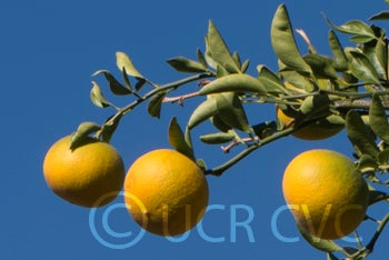 cunninghamcitrangecrc271005.jpg