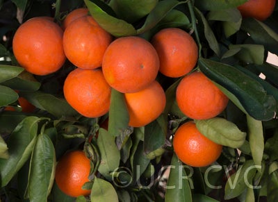 daisymandarincrc3910_003