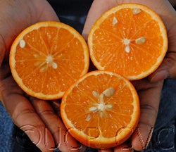 daisymandarincrc3910_004