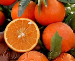 daisymandarincrc3910_006