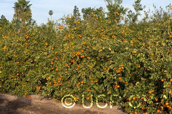 daisyslmandarin_crc4203_001