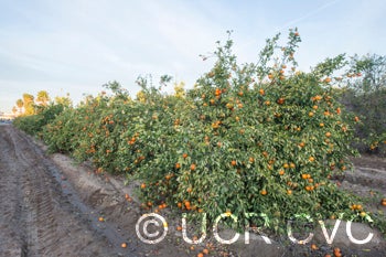 daisyslmandarin_crc4203_004