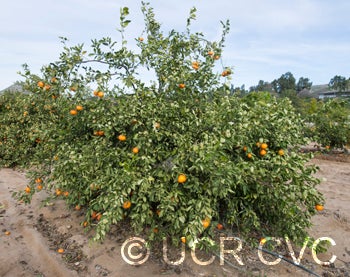 daisyslmandarin_crc4203_005