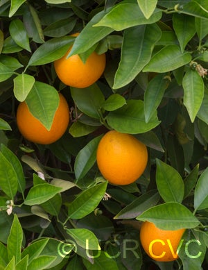 dalandansweetorangecrc2373_001