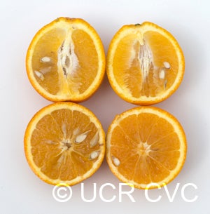 dalandansweetorangecrc2373_002