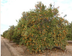 dancyfrostnucellarcvc3026_001