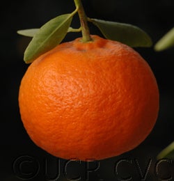 dancyfrostnucellarcvc3026_002