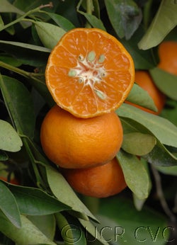 dancyfrostnucellarcvc3026_003