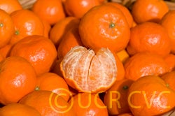 dancyfrostnucellarcvc3026_005