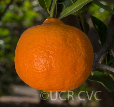 dancyweshartmandarincrc602_001